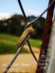 Anartia fatima