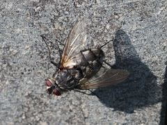 Billaea pectinata