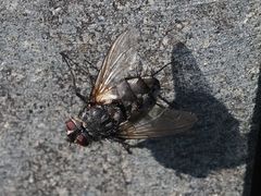 Billaea pectinata