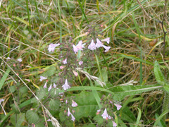 Clinopodium menthifolium ascendens