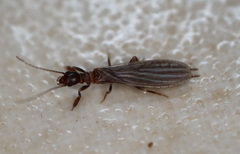 Oligotoma saundersii