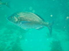 Pachymetopon blochii