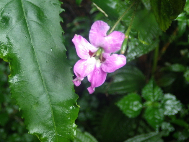 Impatiens purpureoviolacea