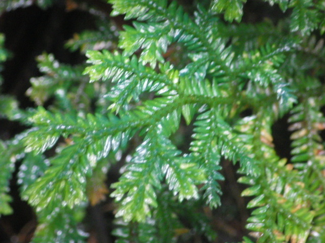 Selaginella lewalleana