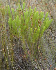 Leucadendron ericifolium