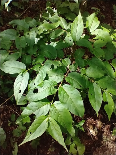 Diervilla lonicera
