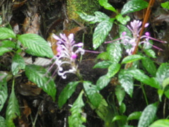Scutellaria indica
