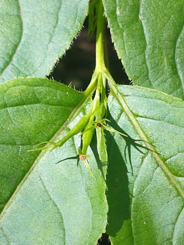Diervilla lonicera