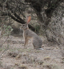 Lepus habessinicus