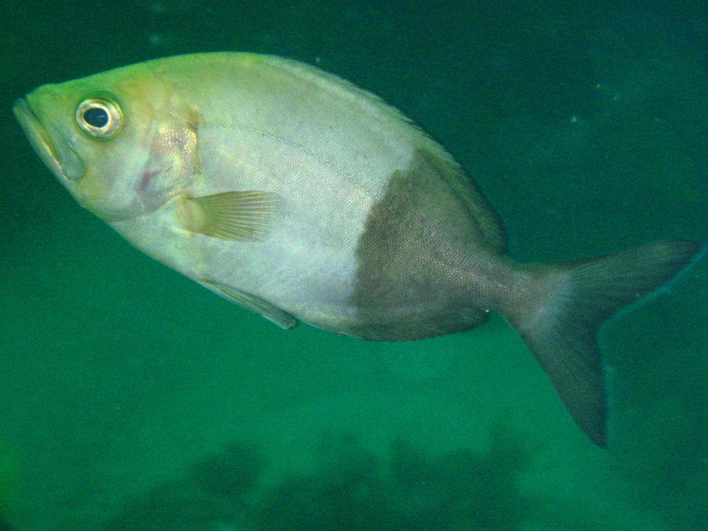 Jutjaws