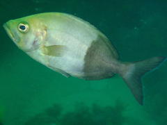 Jutjaw photo 2