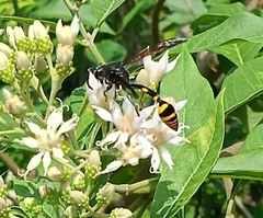 Phimenes flavopictus blanchardi