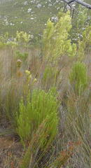 Leucadendron ericifolium