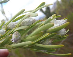 Leucadendron ericifolium