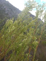 Leucadendron ericifolium