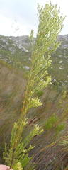 Leucadendron ericifolium