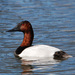 Canvasback - Photo (c) Jerry Oldenettel, some rights reserved (CC BY-NC-SA)