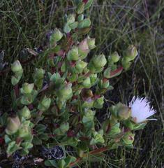 Erepsia forficata