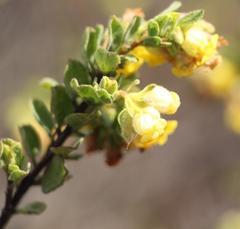 Hermannia salviifolia