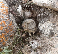 Ochotona cansus