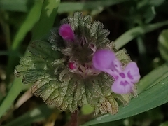 Lamium amplexicaule