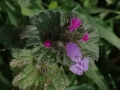 Lamium amplexicaule