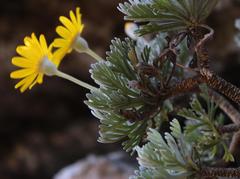 Euryops pectinatus pectinatus