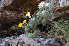 Euryops pectinatus pectinatus