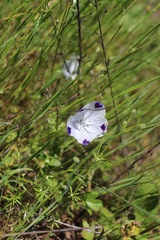 Nemophila maculata