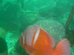 Chrysoblephus laticeps