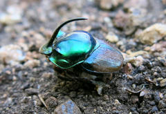 Proagoderus tersidorsis