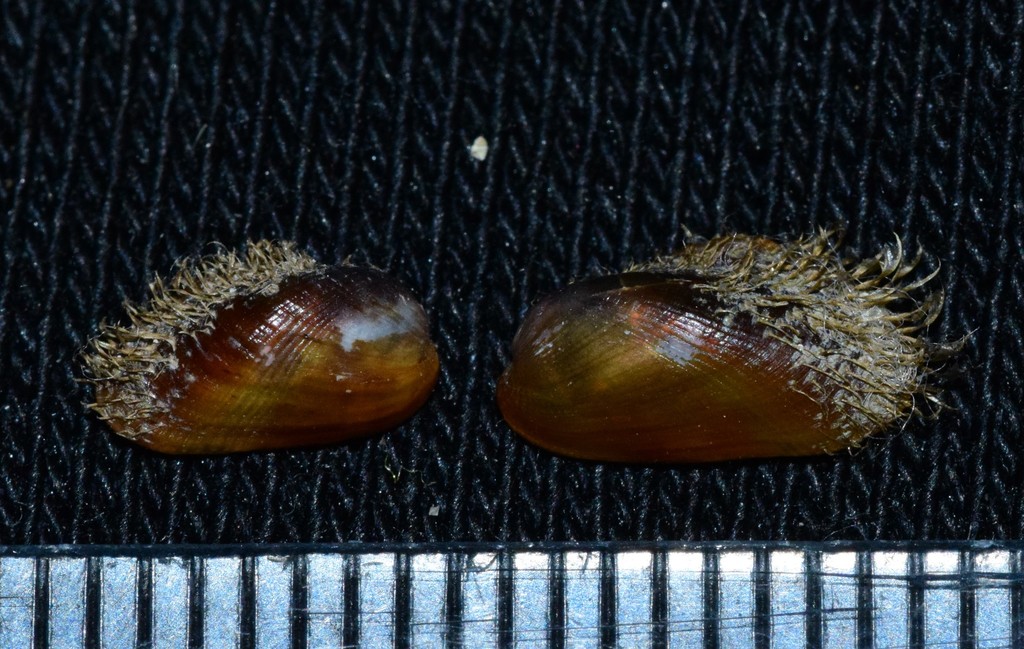 Half-hairy Mussel