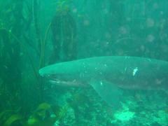 Notorynchus cepedianus