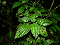 Miconia trichocalyx