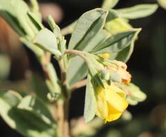 Hermannia lavandulifolia