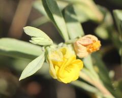 Hermannia lavandulifolia