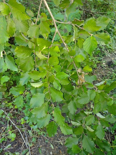 jelša sivá (Alnus incana)