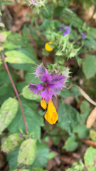 Melampyrum nemorosum