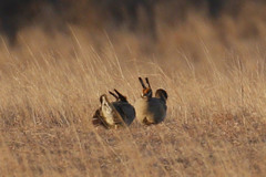 Tympanuchus pallidicinctus