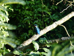Alcedo atthis
