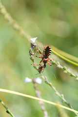 Rhynocoris punctiventris