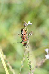 Rhynocoris punctiventris