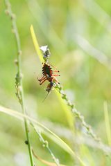 Rhynocoris punctiventris