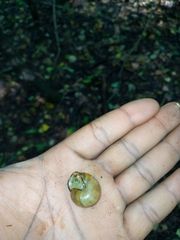 Cepaea nemoralis