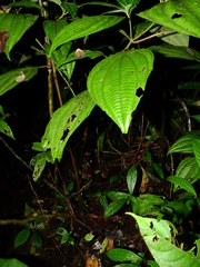 Miconia trichocalyx