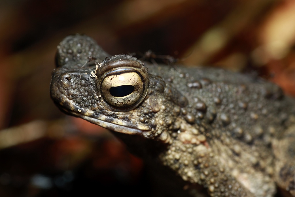 Giant River Toad from Lundu, Lundu, Sarawak, MY on September 2, 2021 at ...