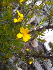 Hibbertia exutiacies