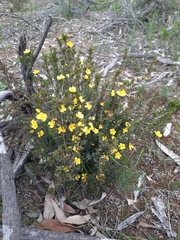 Hibbertia exutiacies