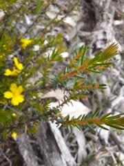 Hibbertia exutiacies