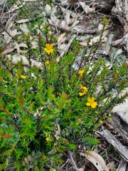 Hibbertia exutiacies